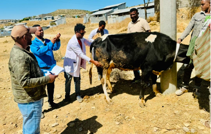 Synchronization, artificial insemination and deworming in cattle IPADA