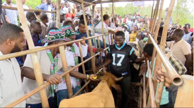 Animals: Improve dairy production IPADA