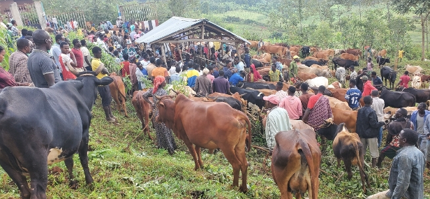 Synchronization, artificial insemination and deworming in cattle IPADA