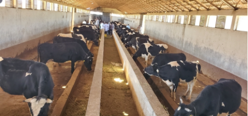 Animals: Improve dairy production IPADA